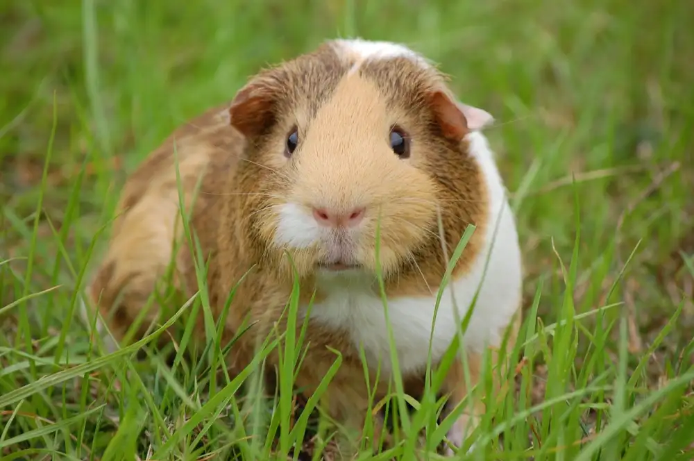 Guinea Pig Peru